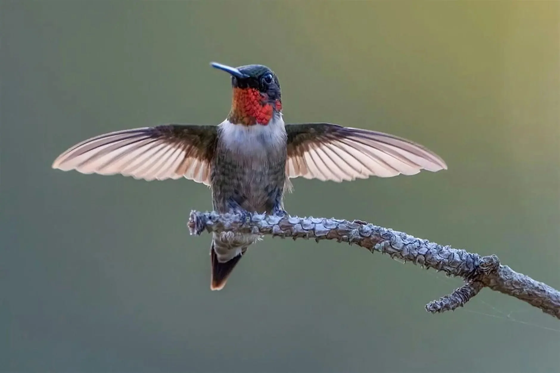 The Washington Crossing Garden Club Presents: Hummingbirds