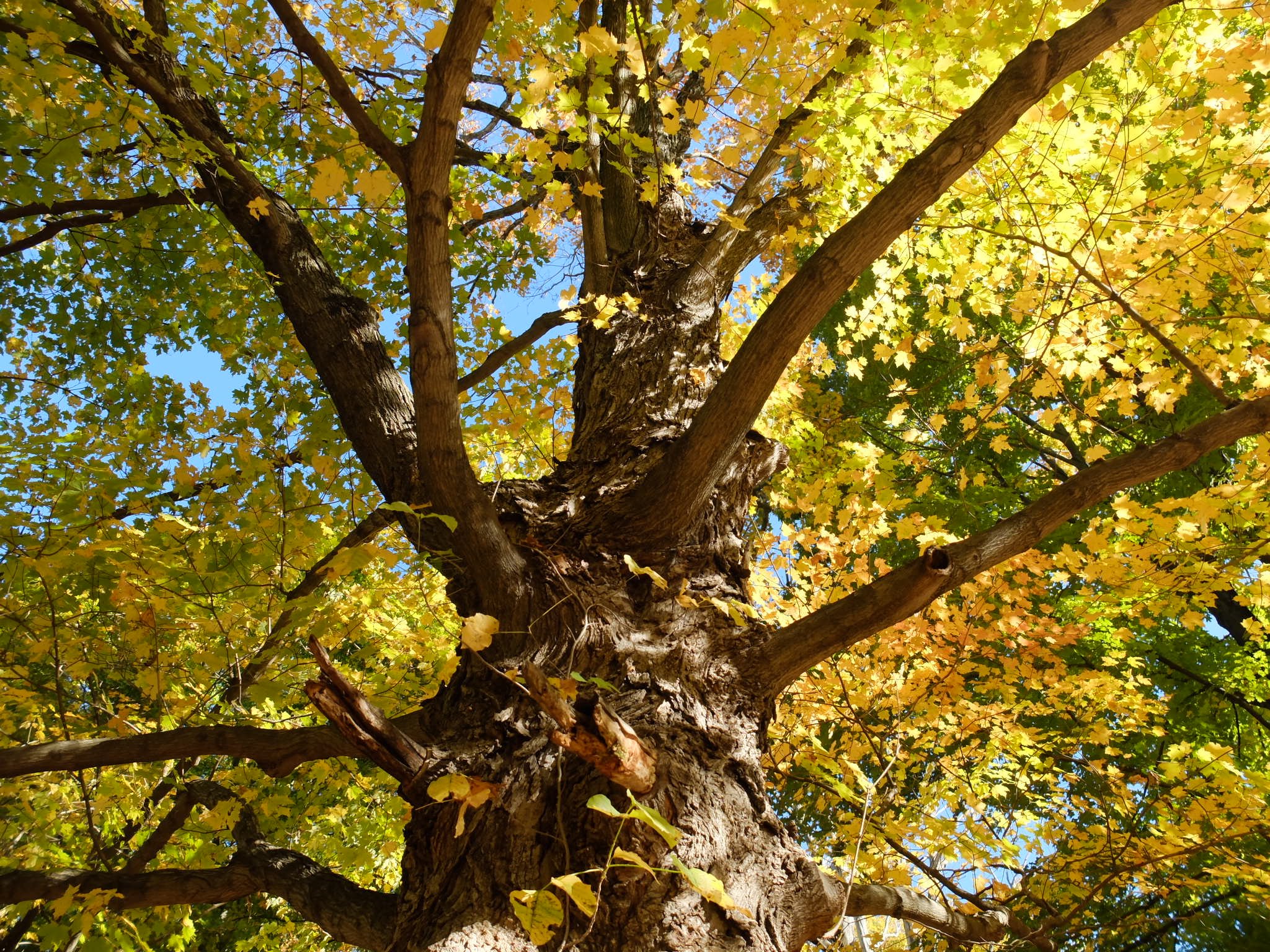 Nature Journaling Week 1: Trees