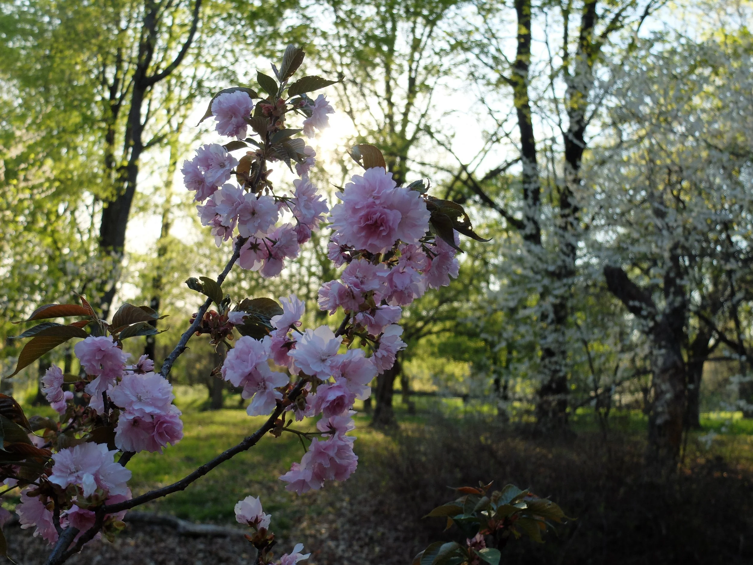 Nature Journaling Week 2: Flowers