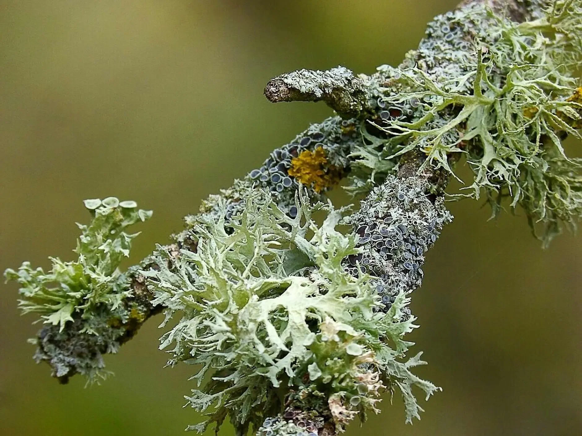 Nature Journaling Week 4: Lichen