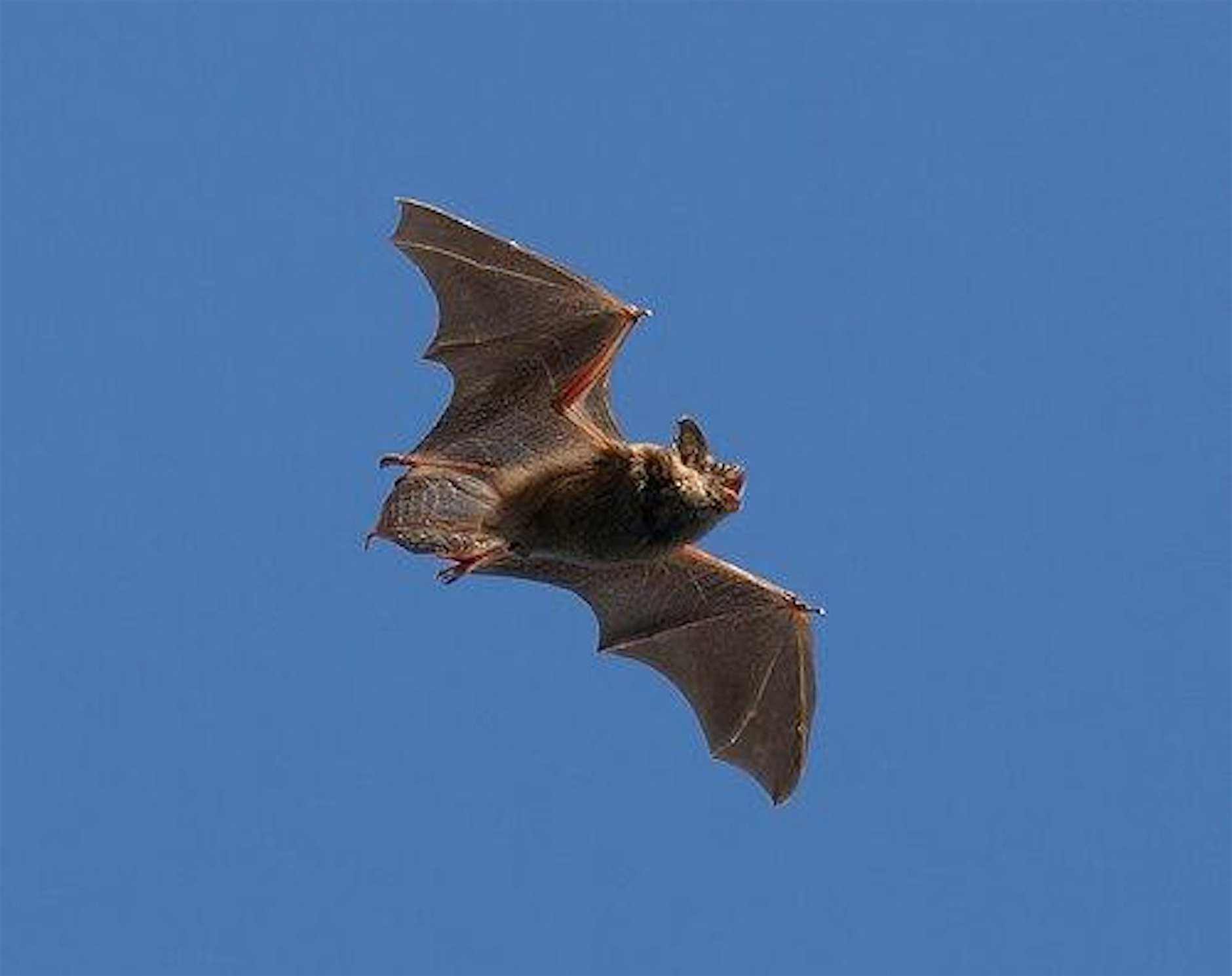 Bats in the Park!