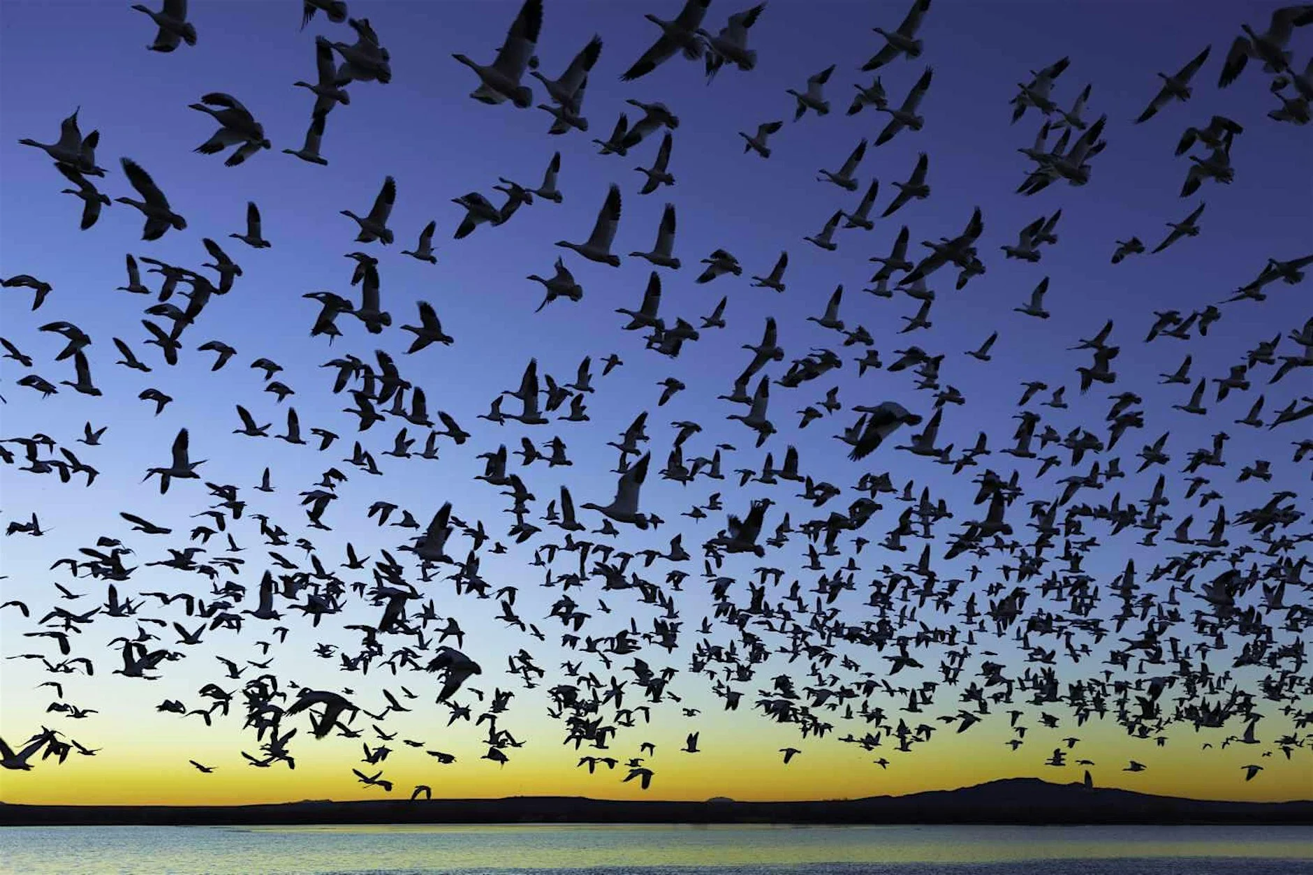 Falling for Birds: A Migratory Experience