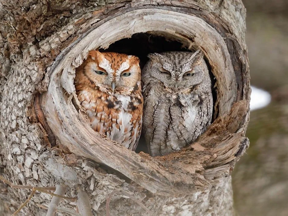 Owls of the Overlook (Goat Hill)