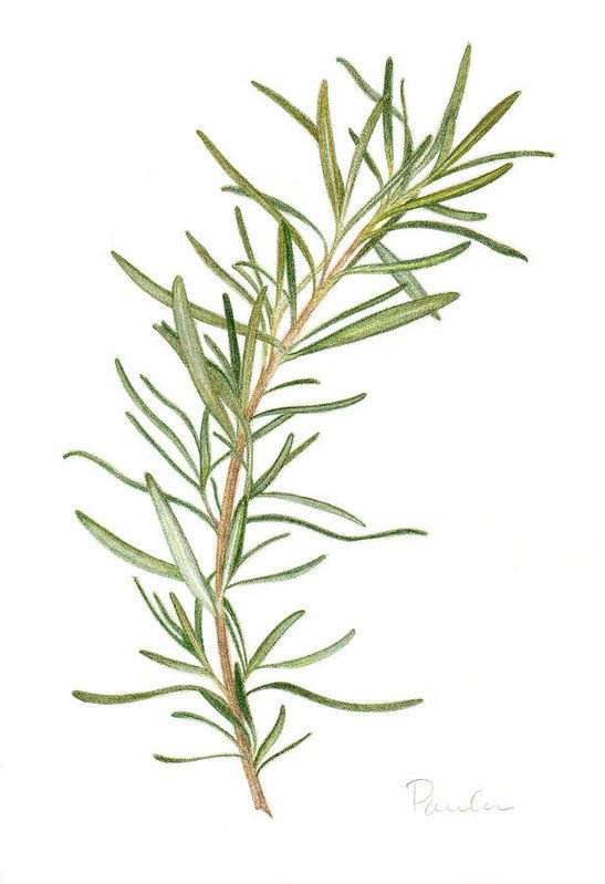 Desenho de ramo de Alecrim (Rosmarinus officinalis)