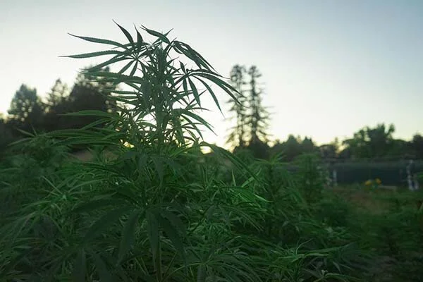 Hemp vs Marijuana: The Difference Explained (2020 Update) by Aaron Cadena CBD Origin Medium
