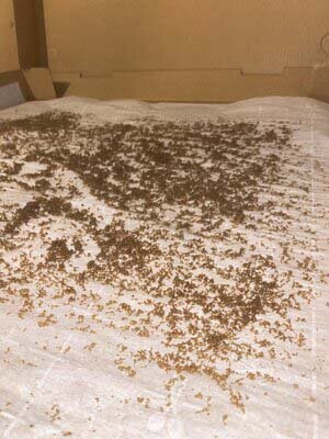 How to dry and store your ice bubble hash properly