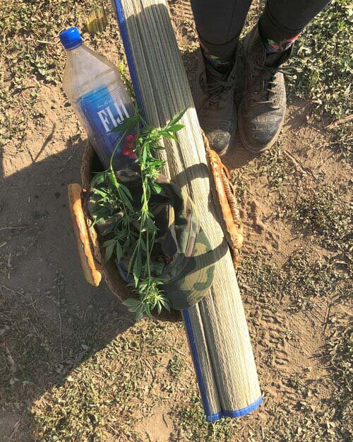 planta+de+cannabis+e+sacola.png