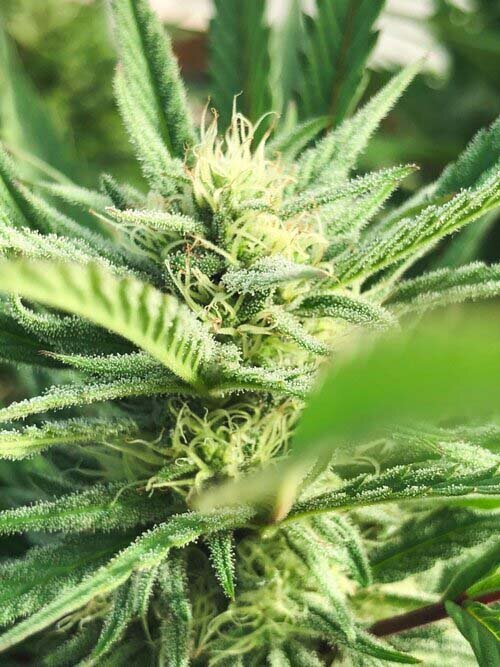 bud+de+maconha+com+tricomas.jpg