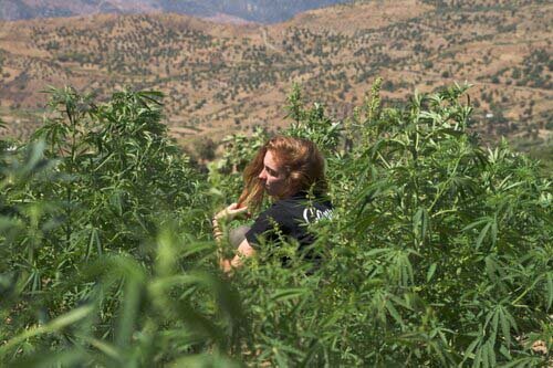 plantas+marrocos+mulher.jpg