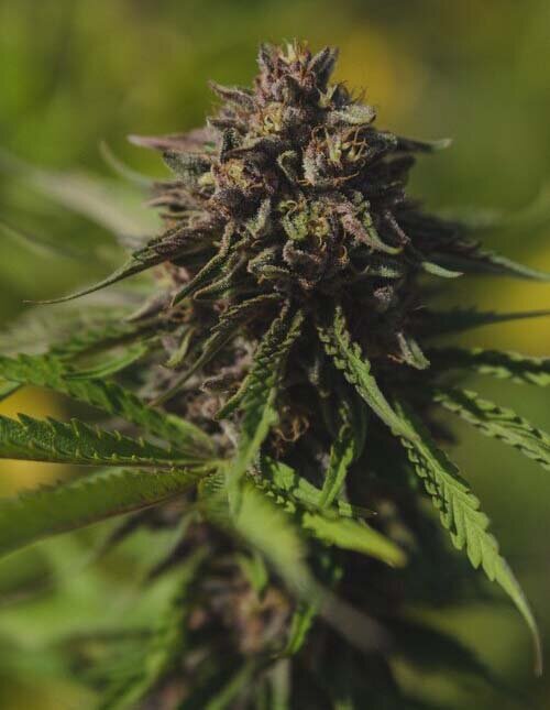 bud+purple.jpg