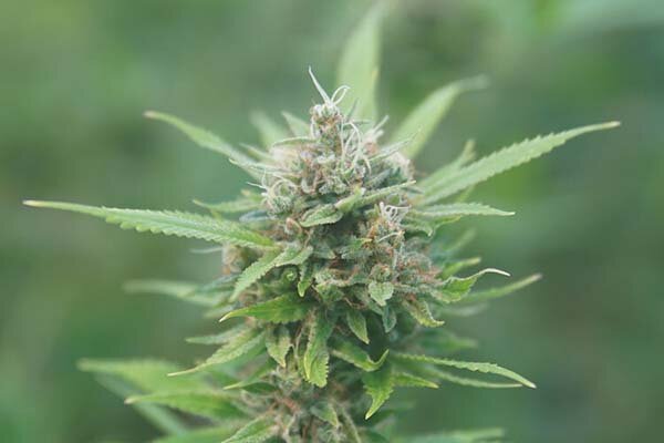 imagem de bud de maconha ansiedade V2.jpg