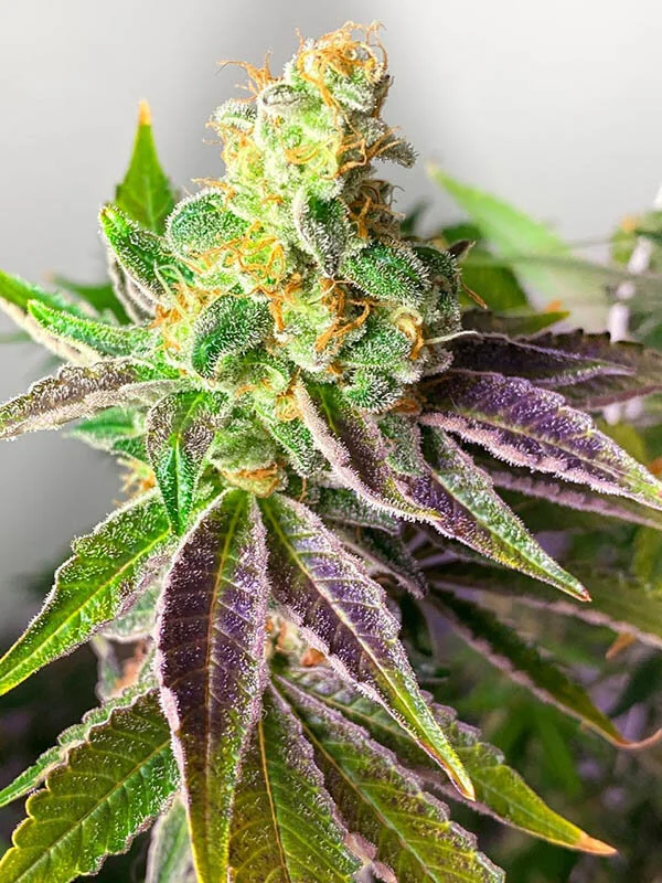 Maconha Roxa O Porque Da Coloracao Seus Principais Efeitos E Geneticas Girls In Green Maconha Roxa O Porque Da Coloracao Seus Principais Efeitos E Geneticas Girls In Green
