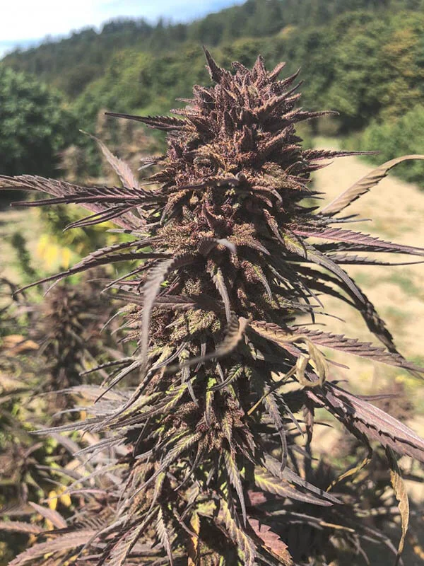 Maconha Roxa O Porque Da Coloracao Seus Principais Efeitos E Geneticas Girls In Green Maconha Roxa O Porque Da Coloracao Seus Principais Efeitos E Geneticas Girls In Green