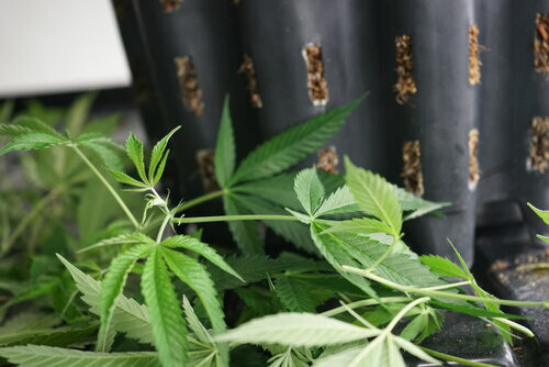 cannabis plant.jpg