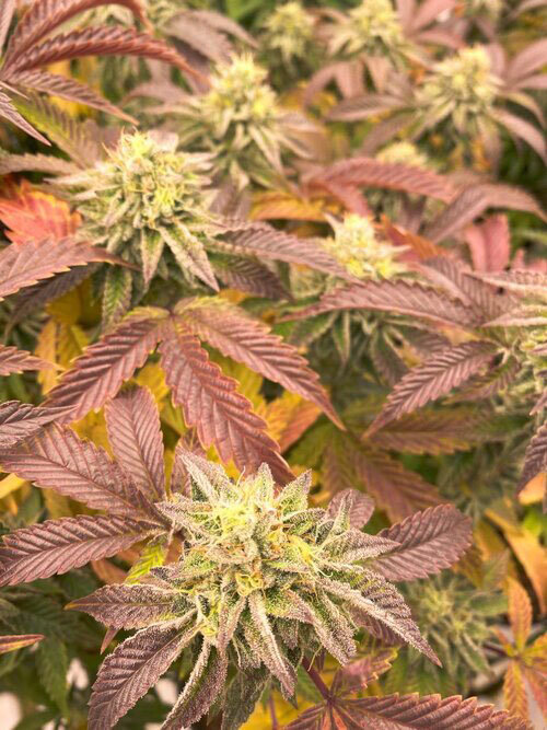 Indoor cultivation makes it easier and more guaranteed to control the quality of the bud