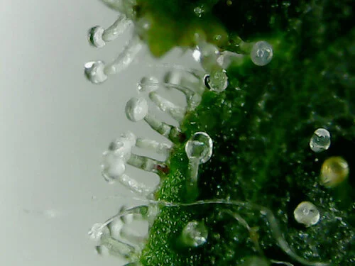 Trichomes of cannabis