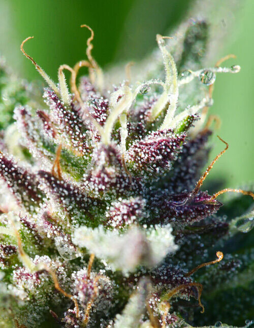A fragrant cannabis bud