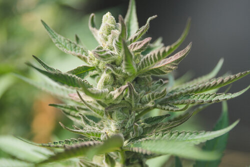 A flowering cannabis plant
