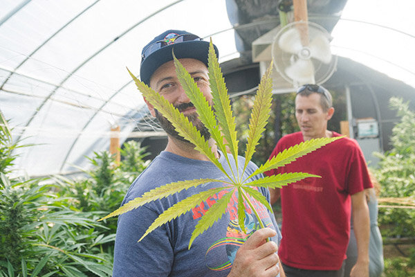 Giant fan leaf