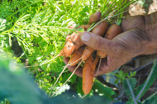 Organic carrots