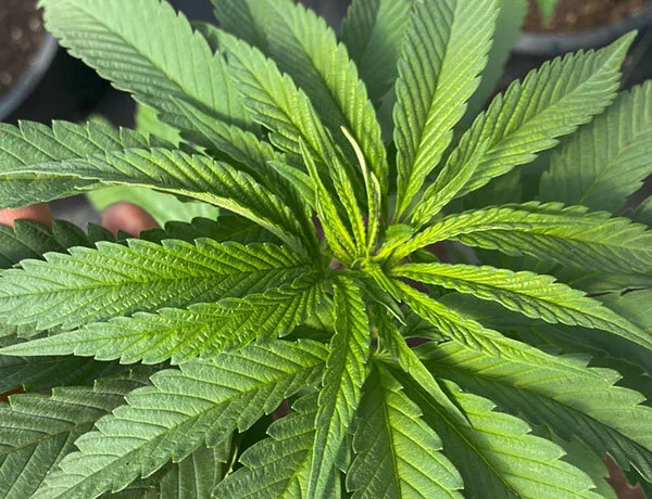 Photoperiod Vegetation And Flowering In Cannabis Plants Girls In Green