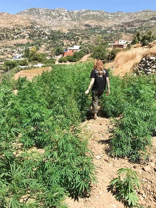 الوكالة الوطنية لتقنين الأنشطة المتعلقة بالقنب الهندي, تقنين الكيف في المغرب , قانون تقنين الكيف , مشروع قانون تقنين الكيف , مناقشة قانون تقنين الكيف