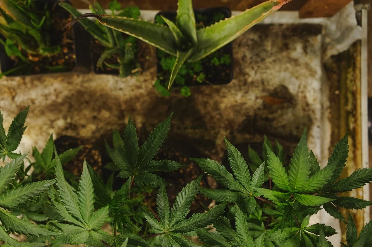 Step By Step Learn How To Clone Your Cannabis Plant Girls In Green