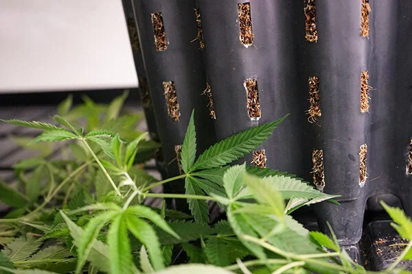 Pruning Topping And Defoliation In Cannabis Plants Girls In Green