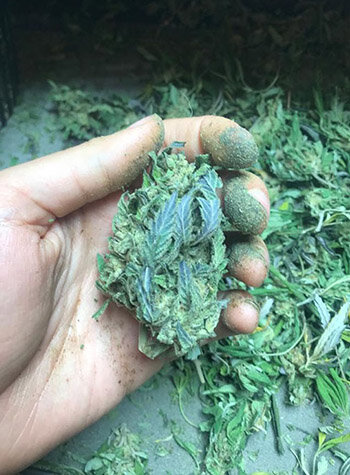 How to Make Hash: Dry-sift, Charas, and Bubble Hash - Sensi Seeds