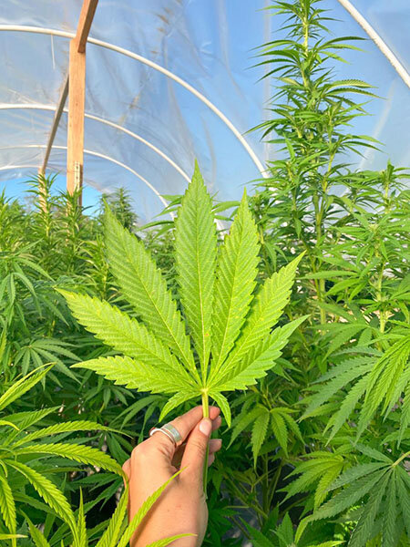 Alice segurando uma folha de cannabis dentro da plantação em estufa 
