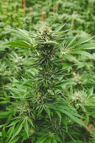 cannabis e dor cronica.jpg