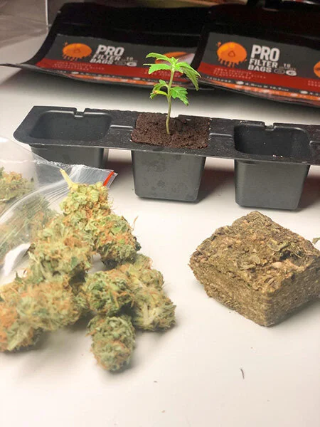 Prensado O Que E E De Onde Vem A Maconha Prensada Girls In Green