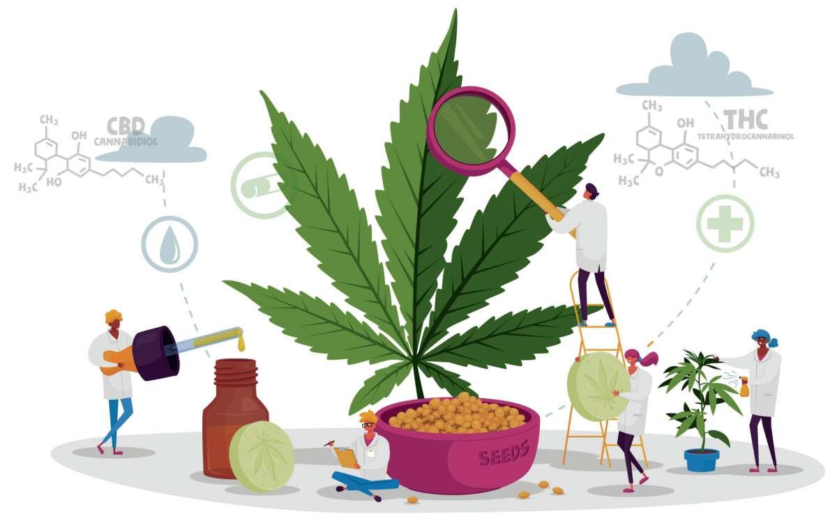 Ilustracao sobra a indústria da cannabis 