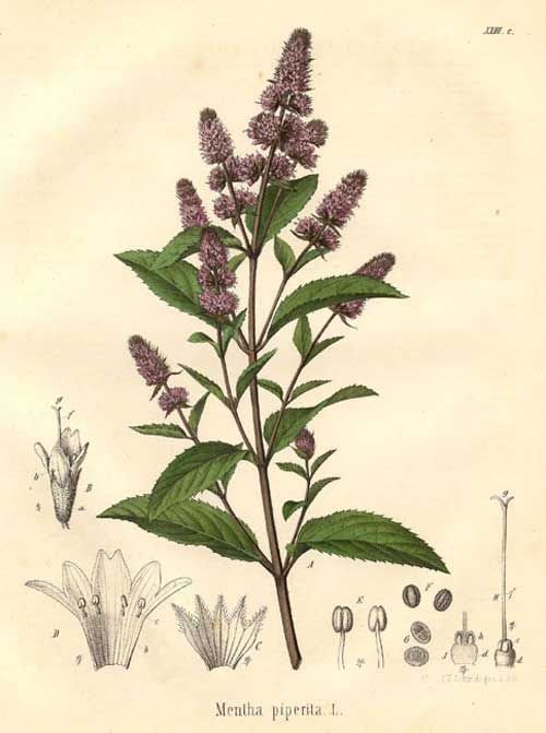 Ilustração botânica de Hortelã-pimenta (Mentha piperita)