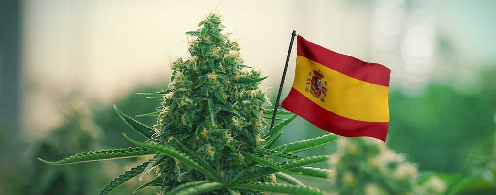 Flor de cannabis com a bandeira da Espanha 