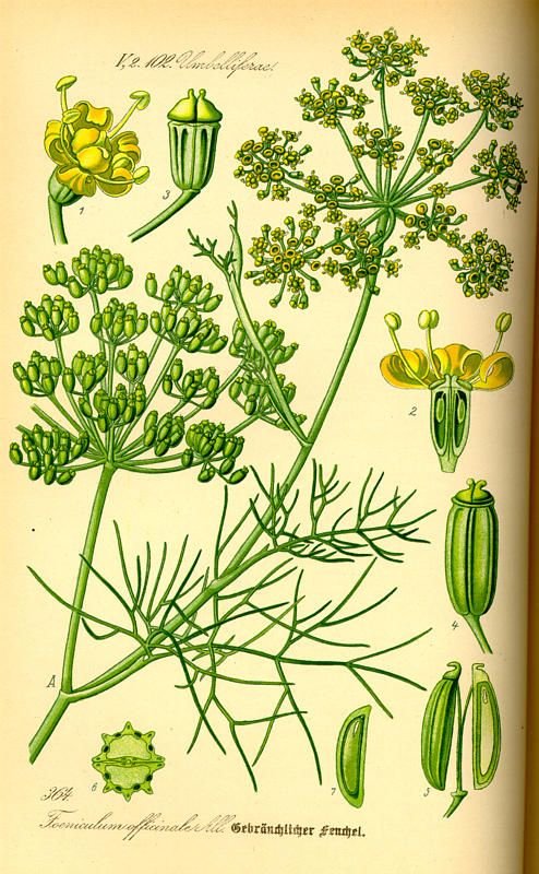 Ilustração botânica de Funcho (Foeniculum vulgare)