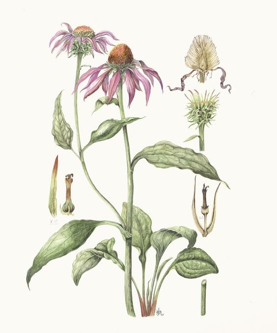 Ilustração botânica de Equinácea ou flor-de-cone (Echinacea purpurea)