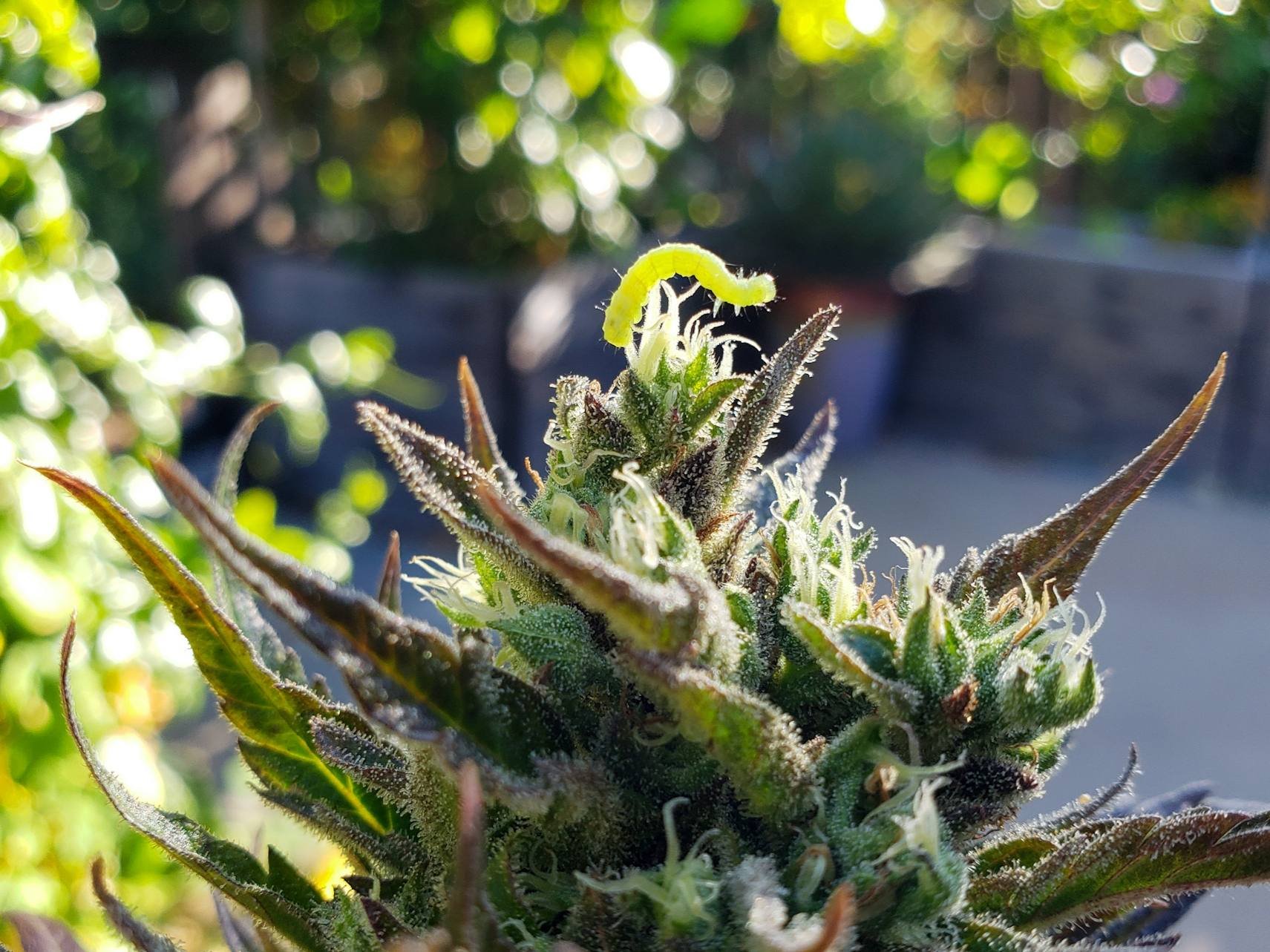 foto de flor de cannabis com lagarta  