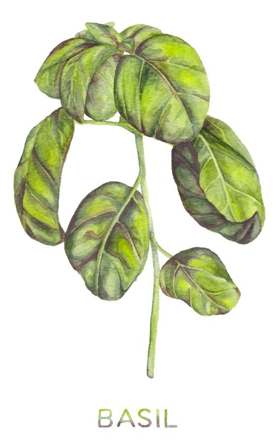 Desenho de Manjericão (Ocimum basilicum)