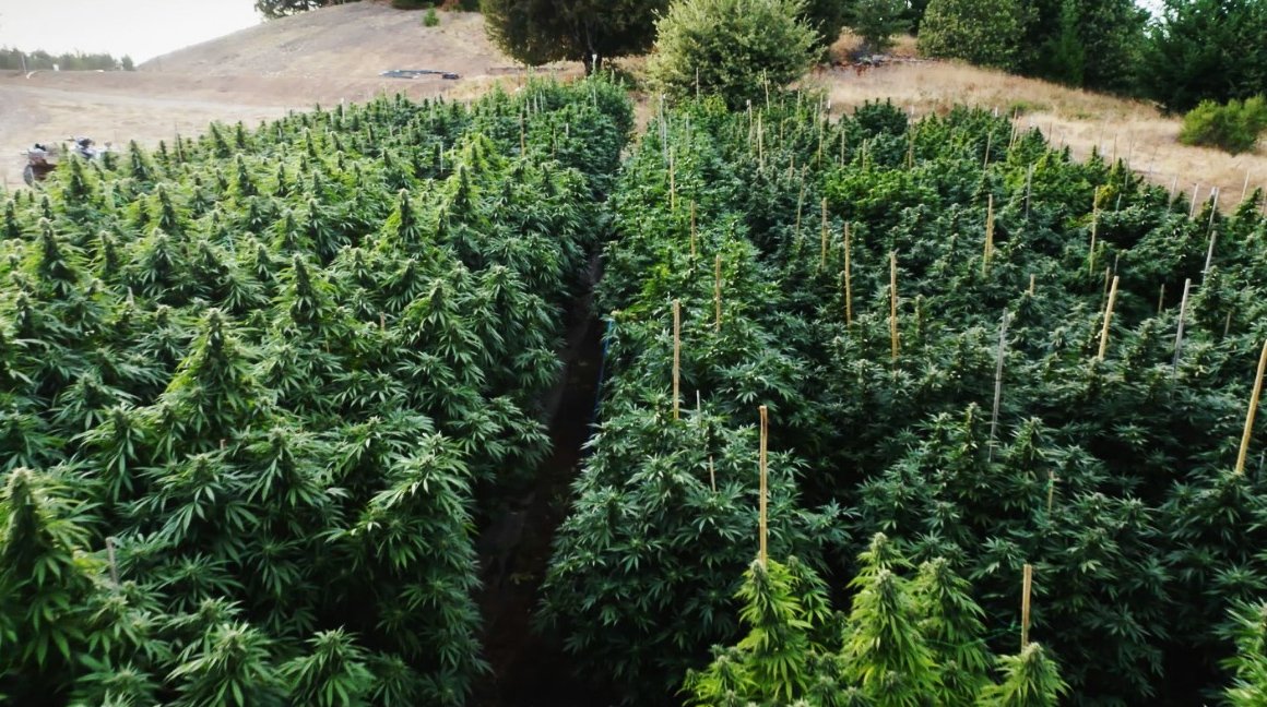 Platanção de cannabis em fazenda legalizada na Califórnia