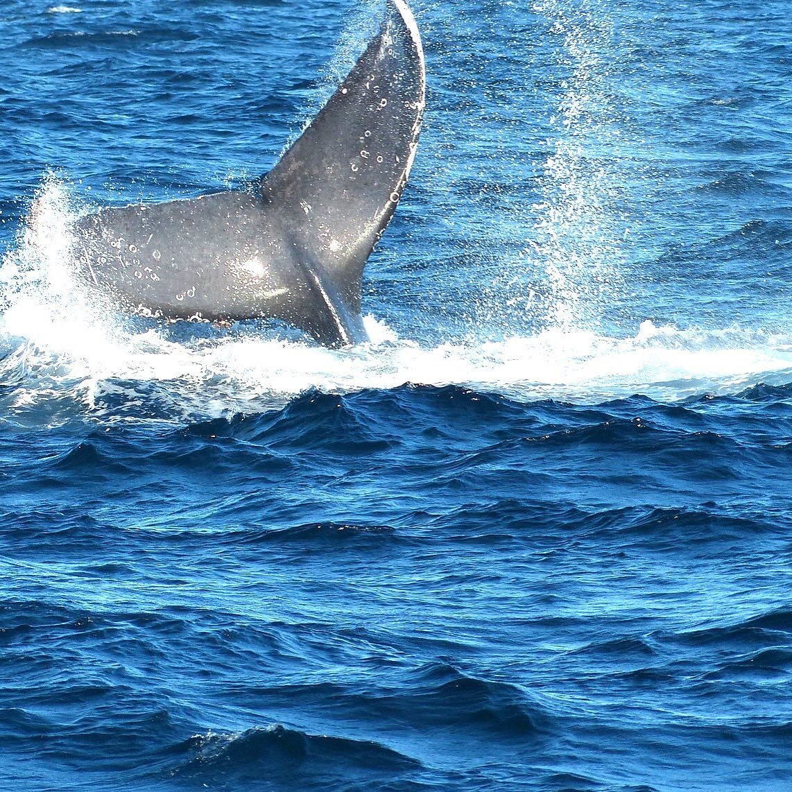 Ballenas en Rinc&oacute;n 🐋 🇵🇷

Humpback Whales in Rinc&oacute;n 

⁣📸: @drimedia
.⁣
.⁣
.⁣
.⁣
.⁣
#accommodation #airbnbsuperhost #airbnbhomes #resortliving #vacationrental #whale #homeawayfromhome #vacationhouse #vacation #vacationrentals #booking