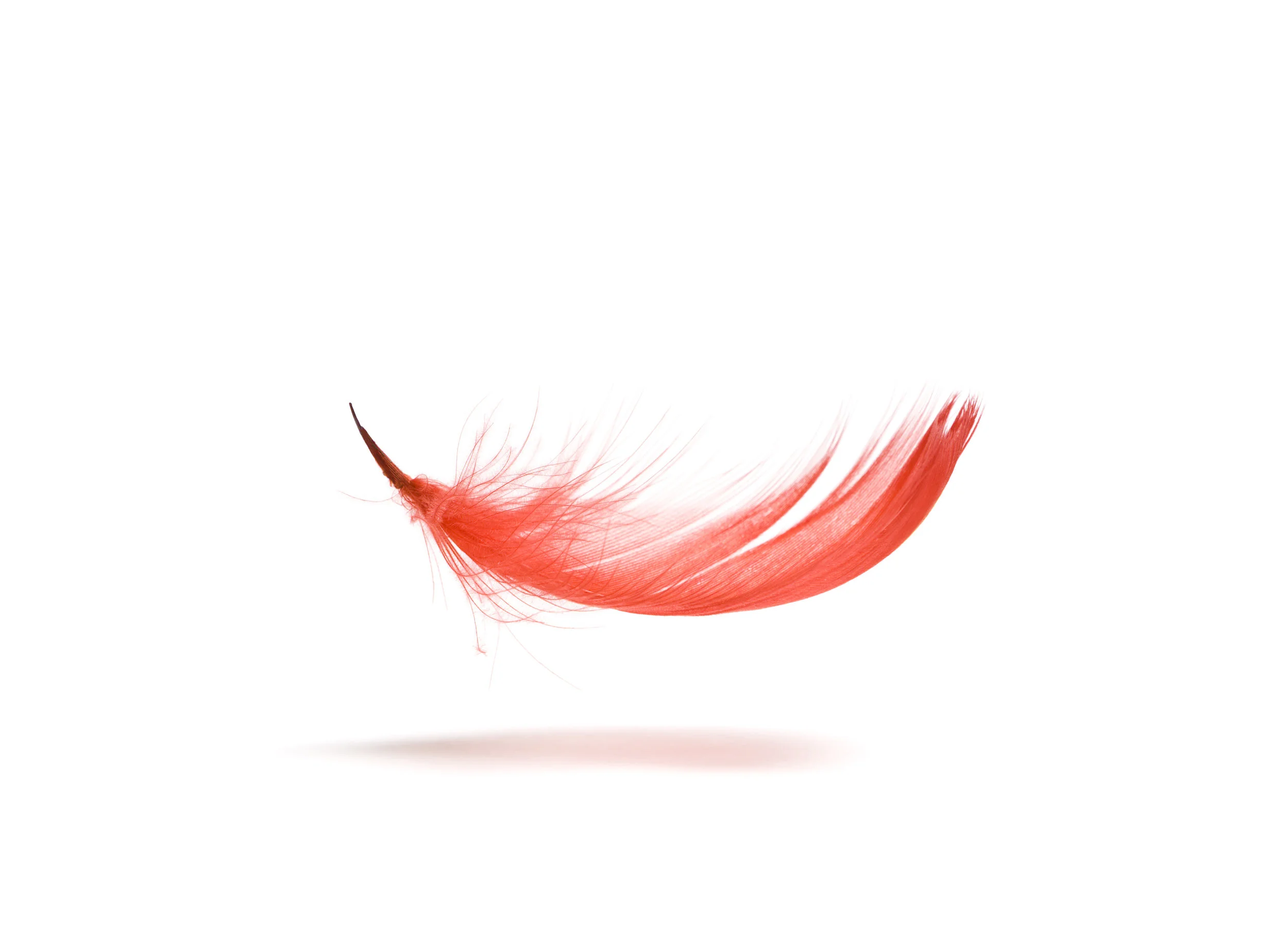 Feather.jpeg