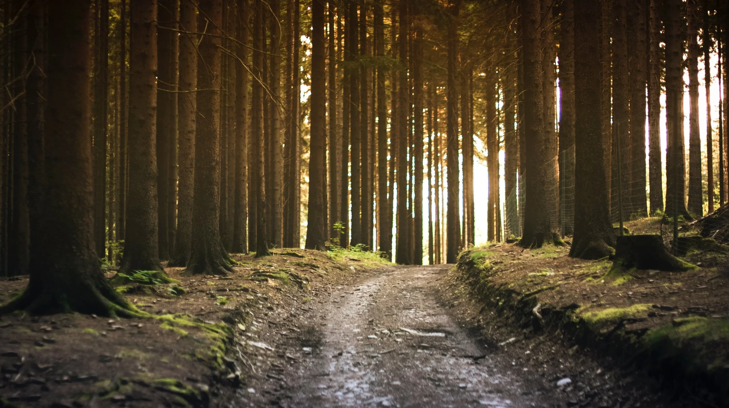peacefulpath2.jpg