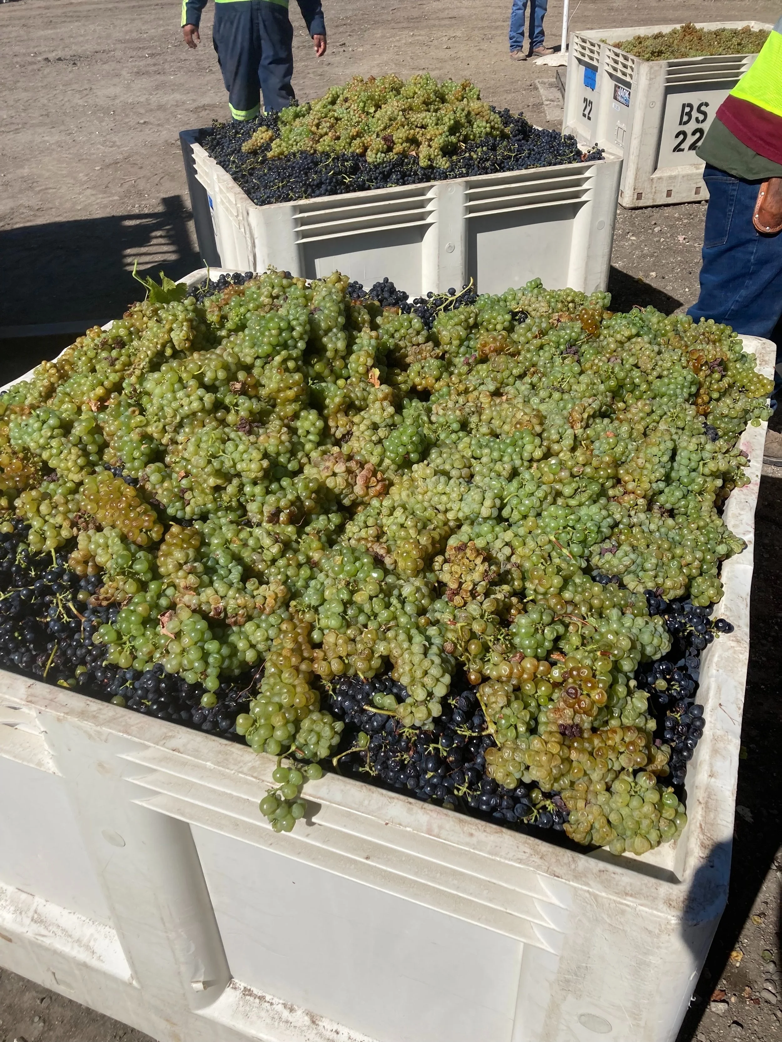 2021 Syrah Edna Valley SLO
