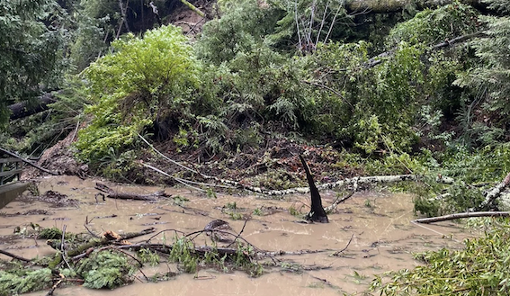 Marooned in Marin (published December 21, 2021 in Anderson Valley Advertiser)