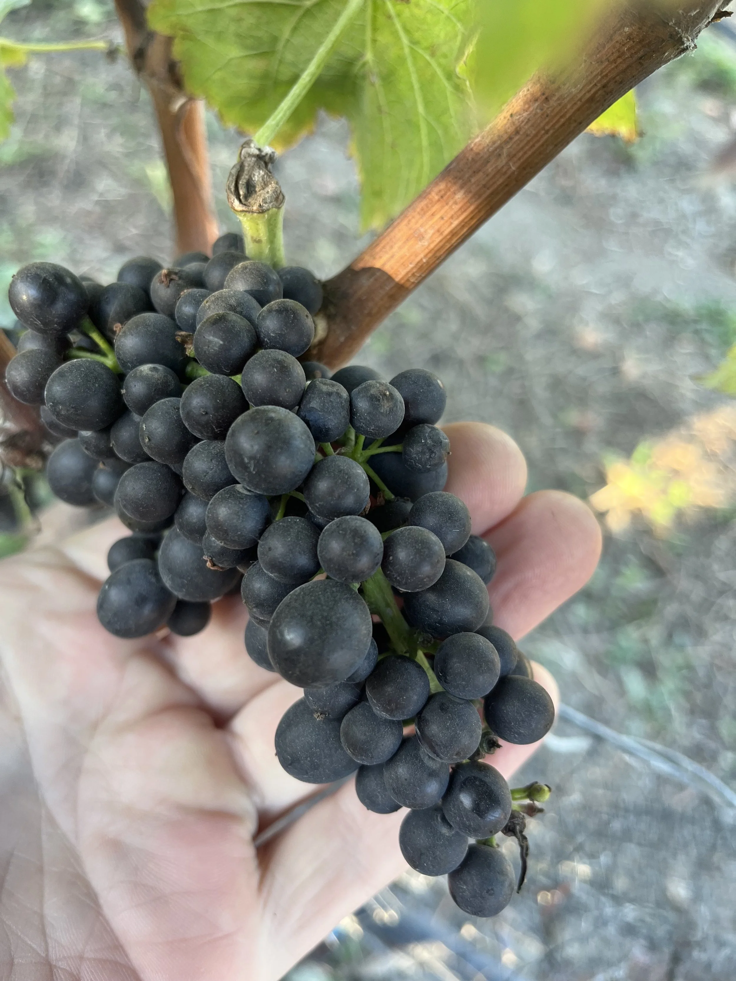 Stolo Syrah Grapes.jpg