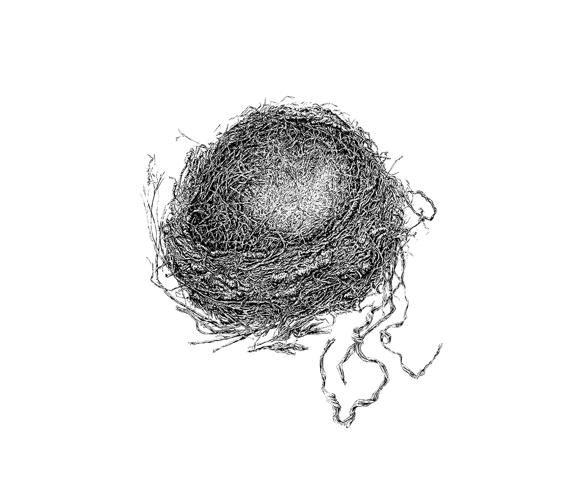 Muddy Robin's Nest