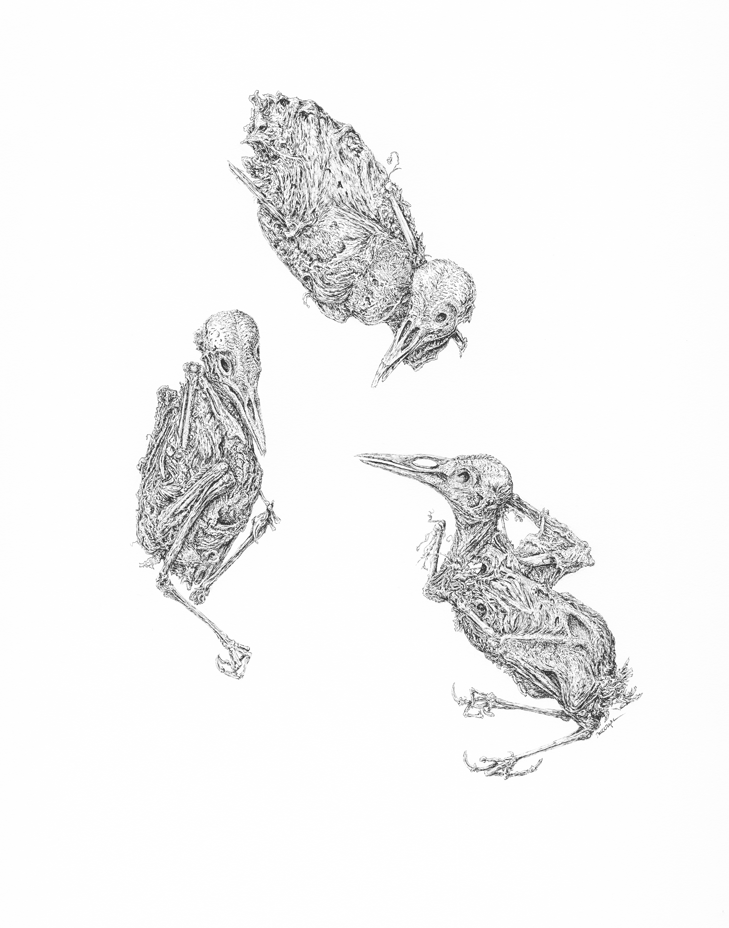 Three Mummified Birds