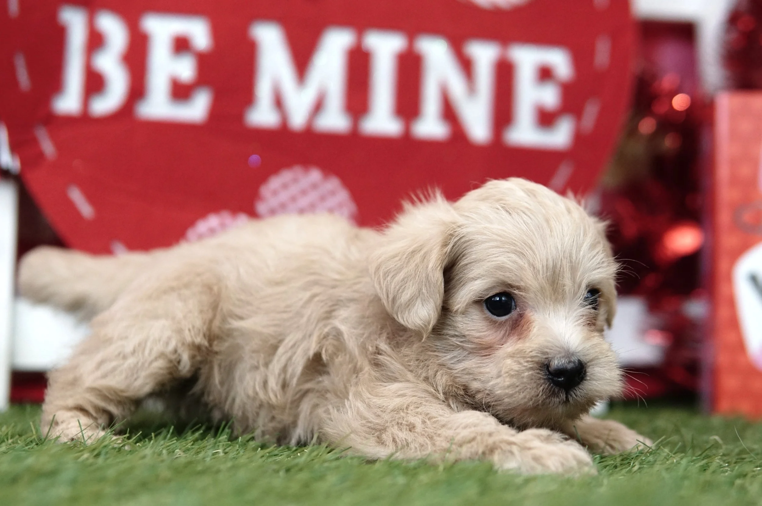 Schnoodle — North Iowa Puppies