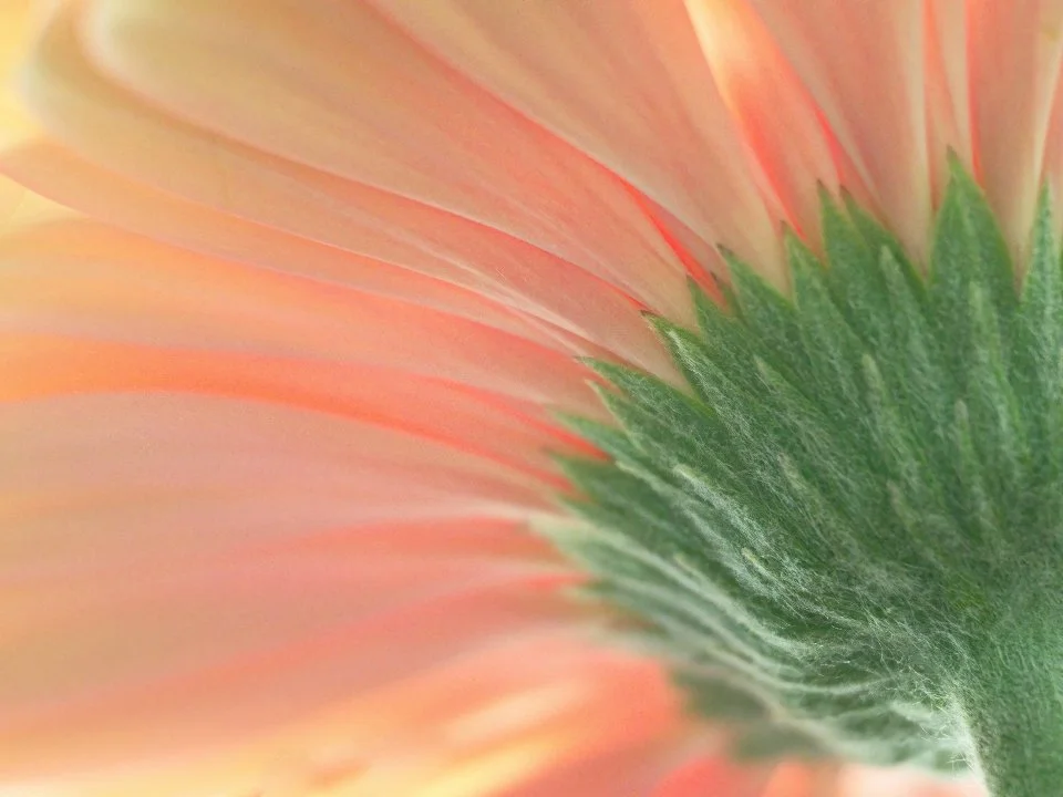 Roots, Craft, and Connection